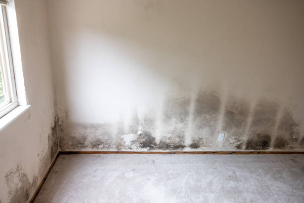 Reliable Linntown, PA Mold Removal Solutions